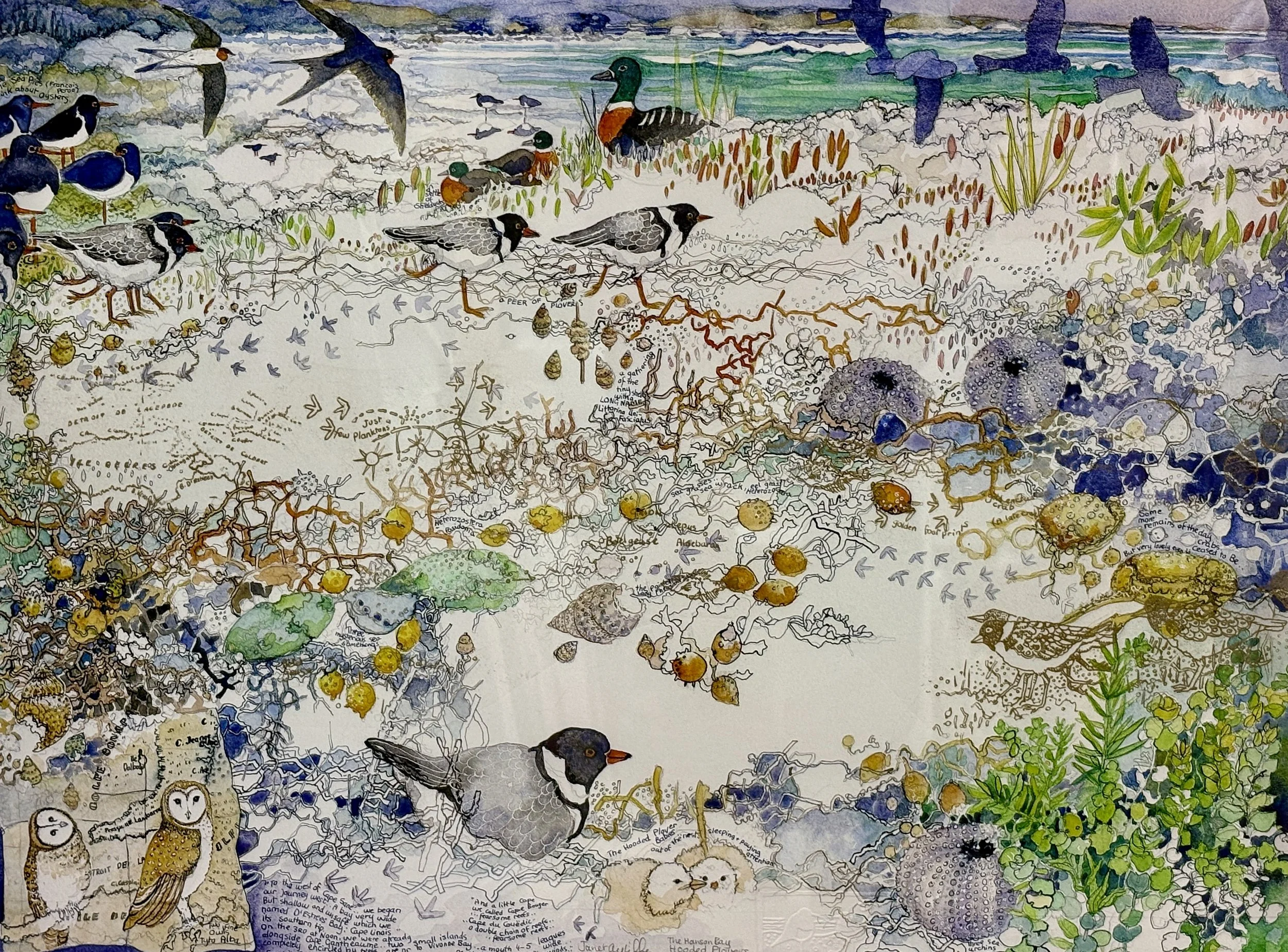 The Hanson Bay Hooded Plovers - 79cm x 66cm - $1,500