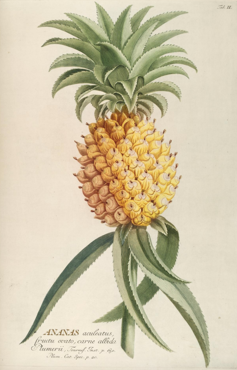 Botanical Pineapple Yellow £24