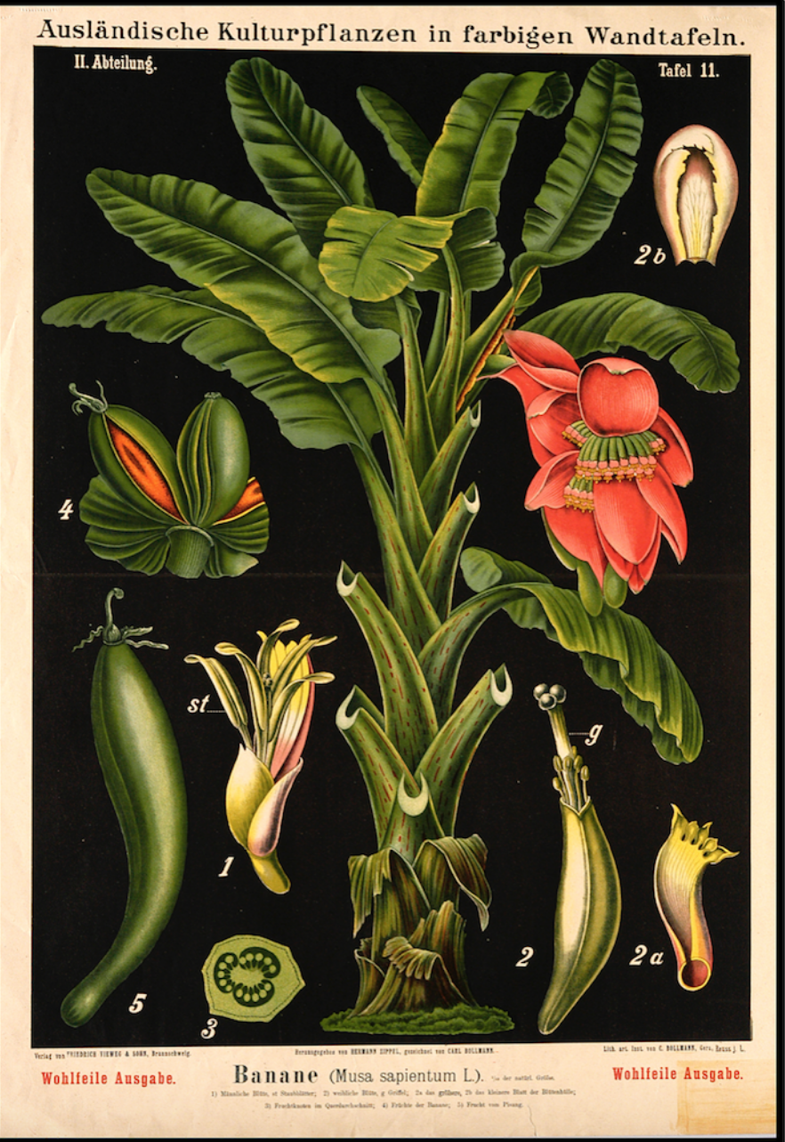 Botanical Banana Flower Illustration £24