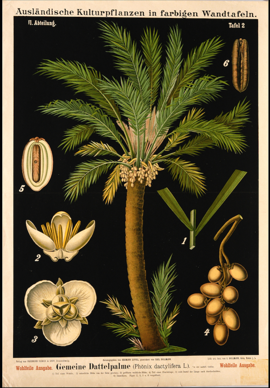 Botanical Date Palm Illustration £24