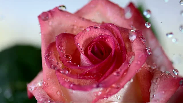 The Evolution of Relationship