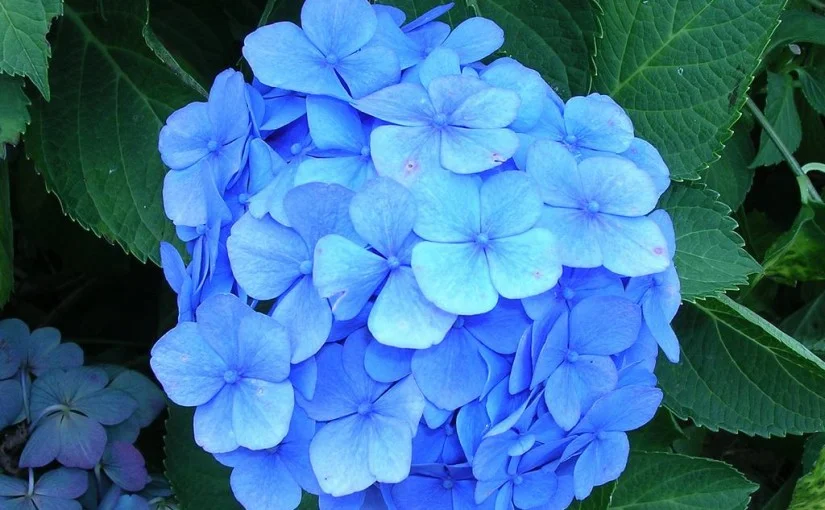 Disappearing Flowers