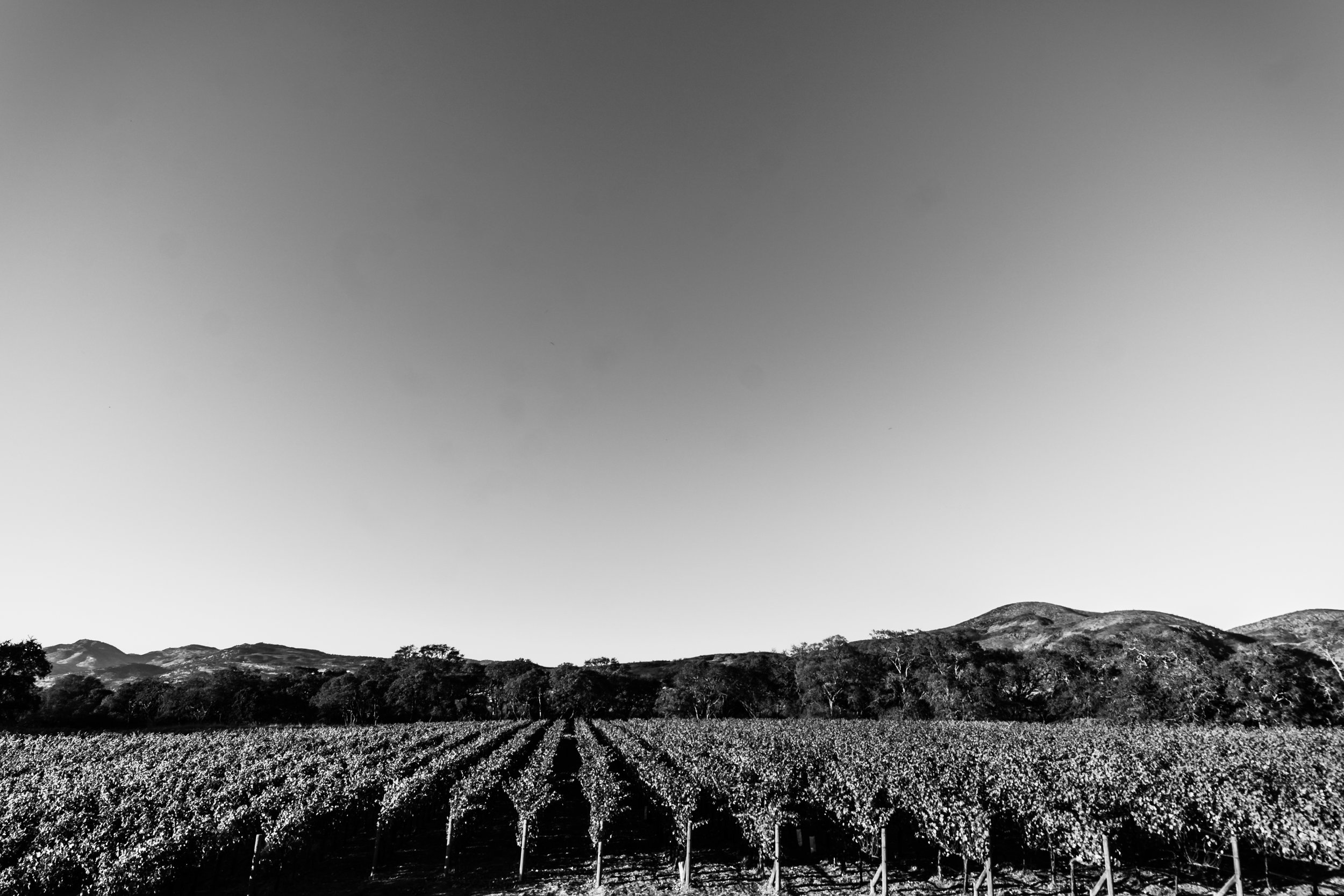 vineyard lanscape.jpeg
