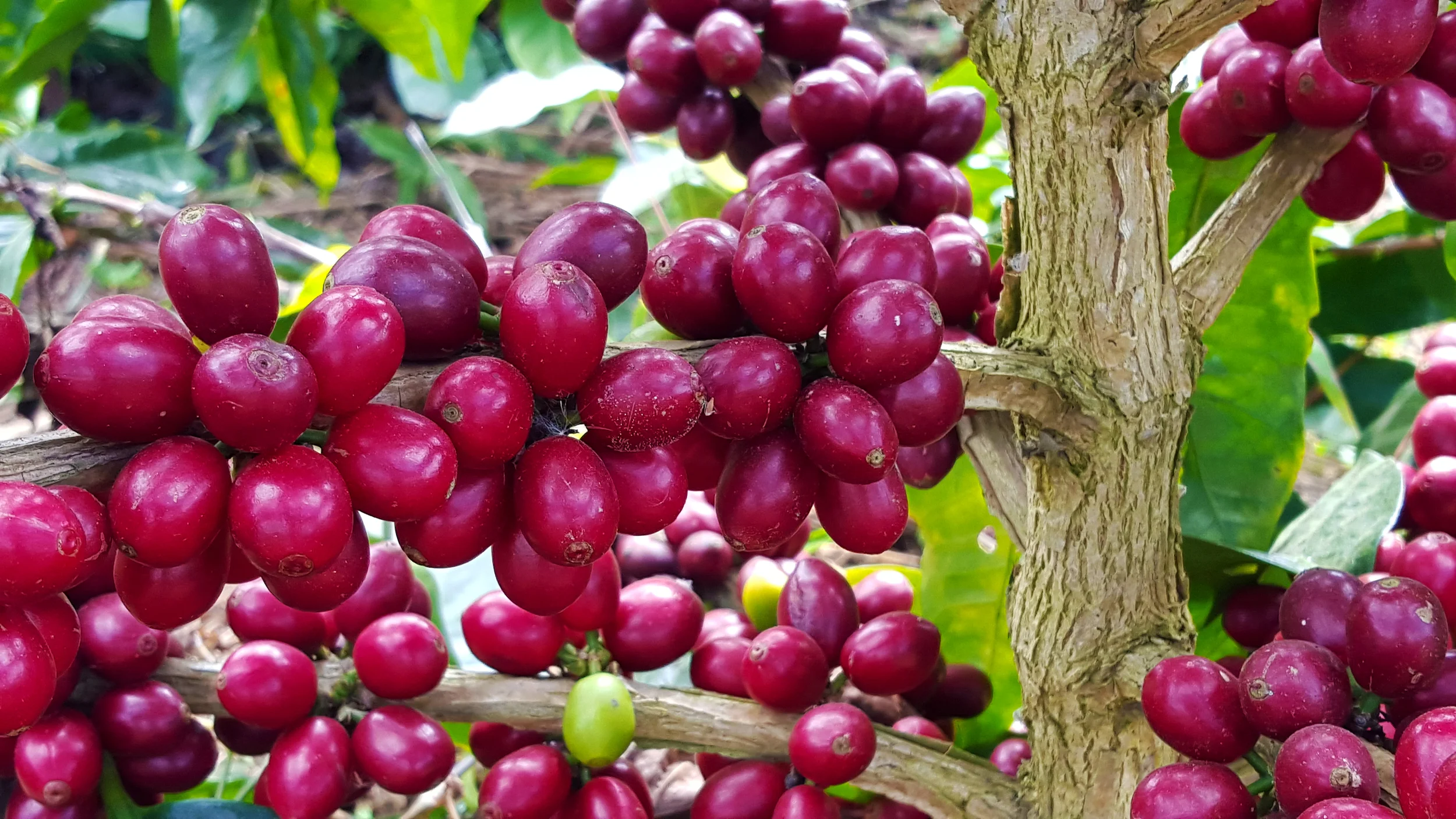 we have implemented a system that allows us to track down all of our coffee to their point of origin and lots. Once we start cupping the coffees, we can track down exactly what lots are cupping well and provide feedback to maximize quality.