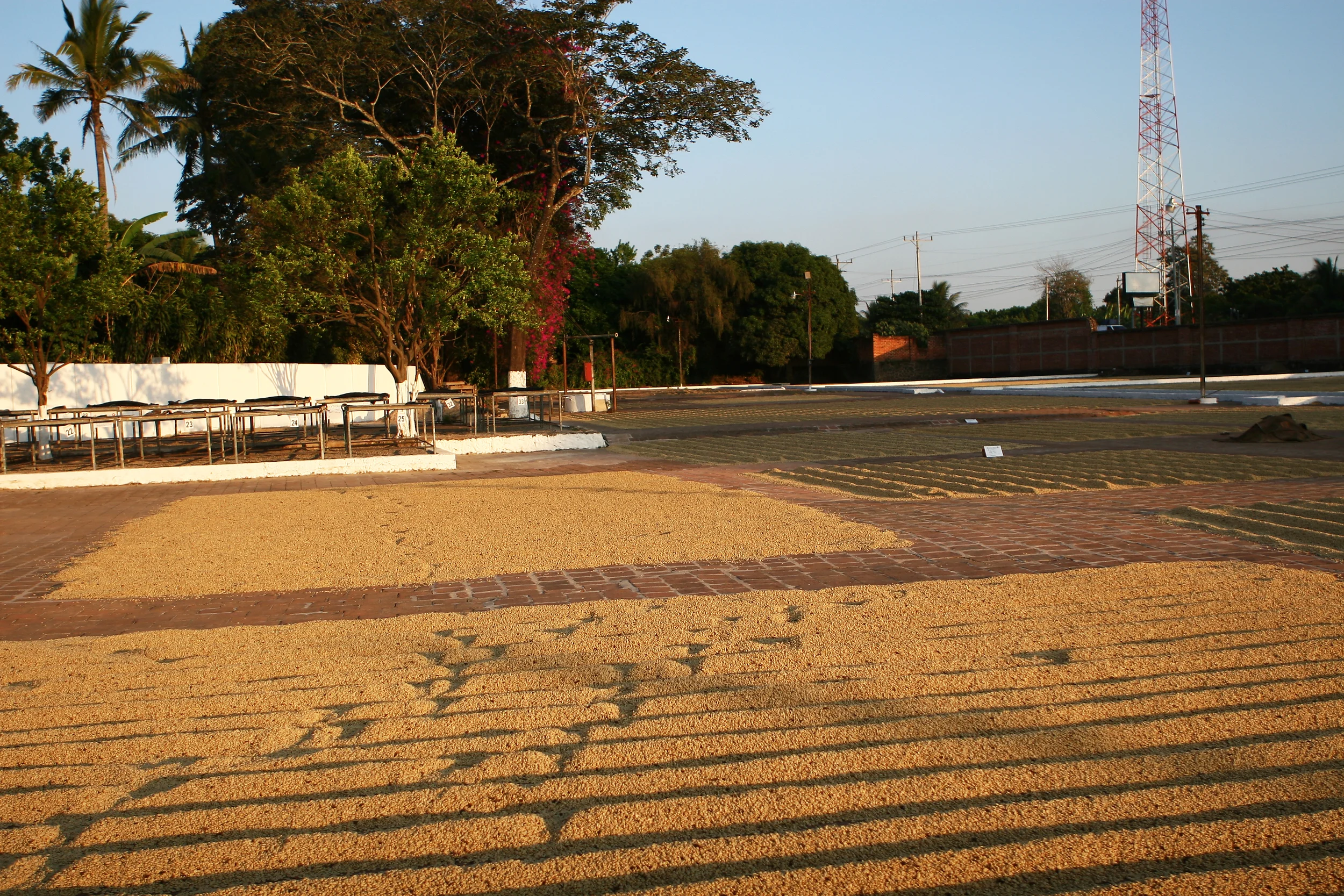 we strictly use clay patios to dry the coffee beans which helps the moisture under the beans absorb into the tiles enabling the beans to fully dry. we evenly distribute the coffee on our mills expansive patios creating rows of coffee which are being turned every 45-60 min. this method allows the coffee bean to be slowly dried by direct sunlight, the warmth of the clay patio and manual aeration.