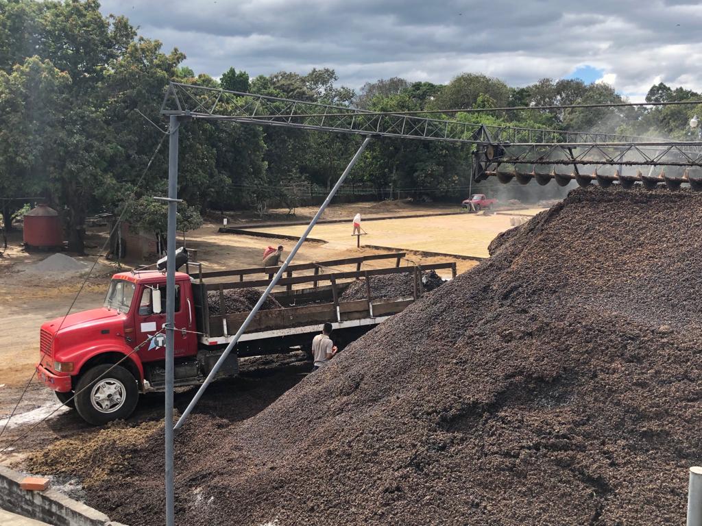 Moving coffee pulp from the mill to the farms to use it as fertilizer for the coffee trees.