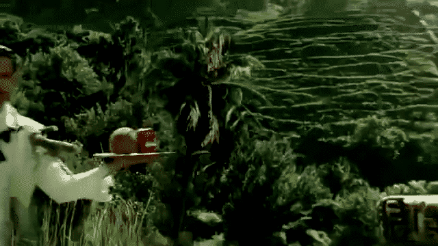 OLD SPICE- Jungle Wilderness-low.gif