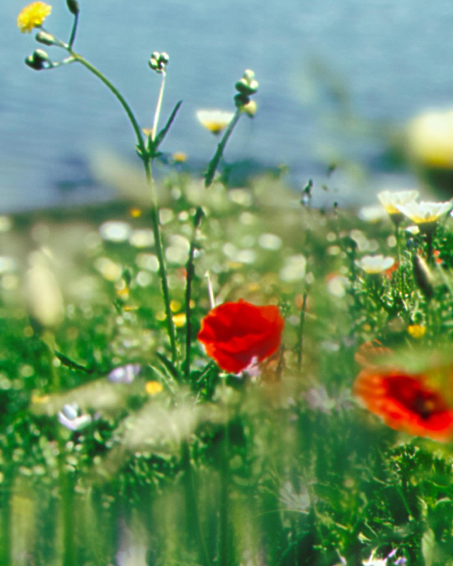 MAY. When the chaos breaks and I can catch my breath, I usually find restlessness and discomfort waiting. To practice each time: Revel in the calm. Absorb the stillness. Distort time. The tide is always turning sooner than expected.