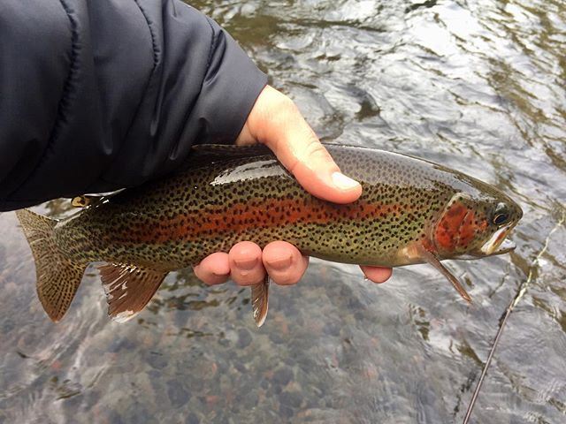 Amazing day to be on the water. #thepatientangler #resides #troutfishing #catchandrelease #deschutesriveranglers #lostcoastoutfitters