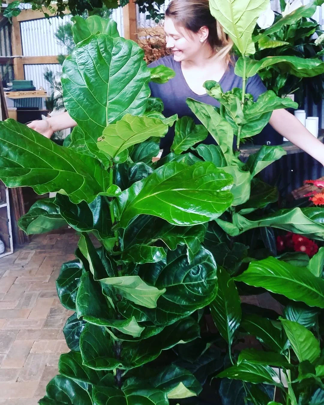 How to care for your Fiddle Leaf plant