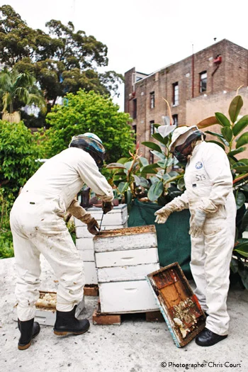 Urban hives: Beekeeping in the inner-city