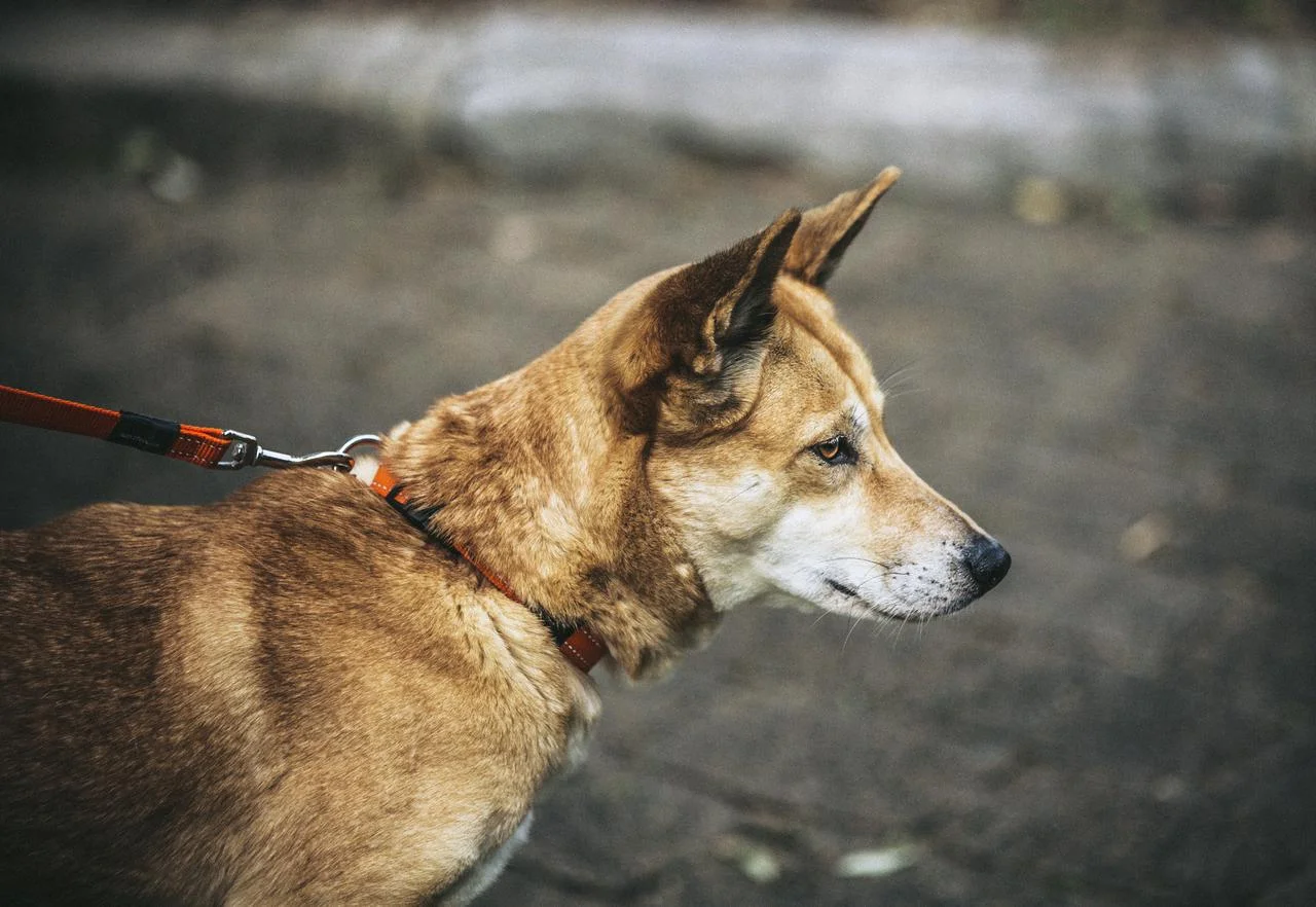 Dingoes - pets, predators or potentially both?