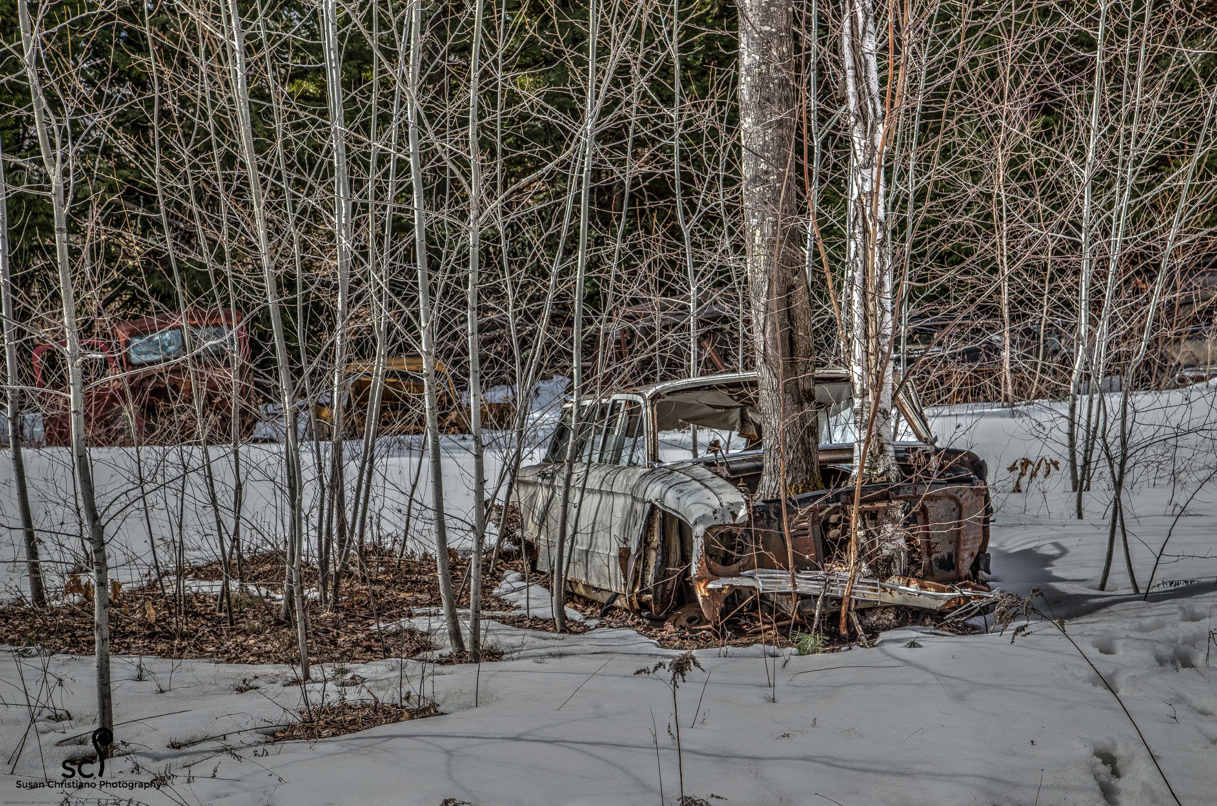 Birches