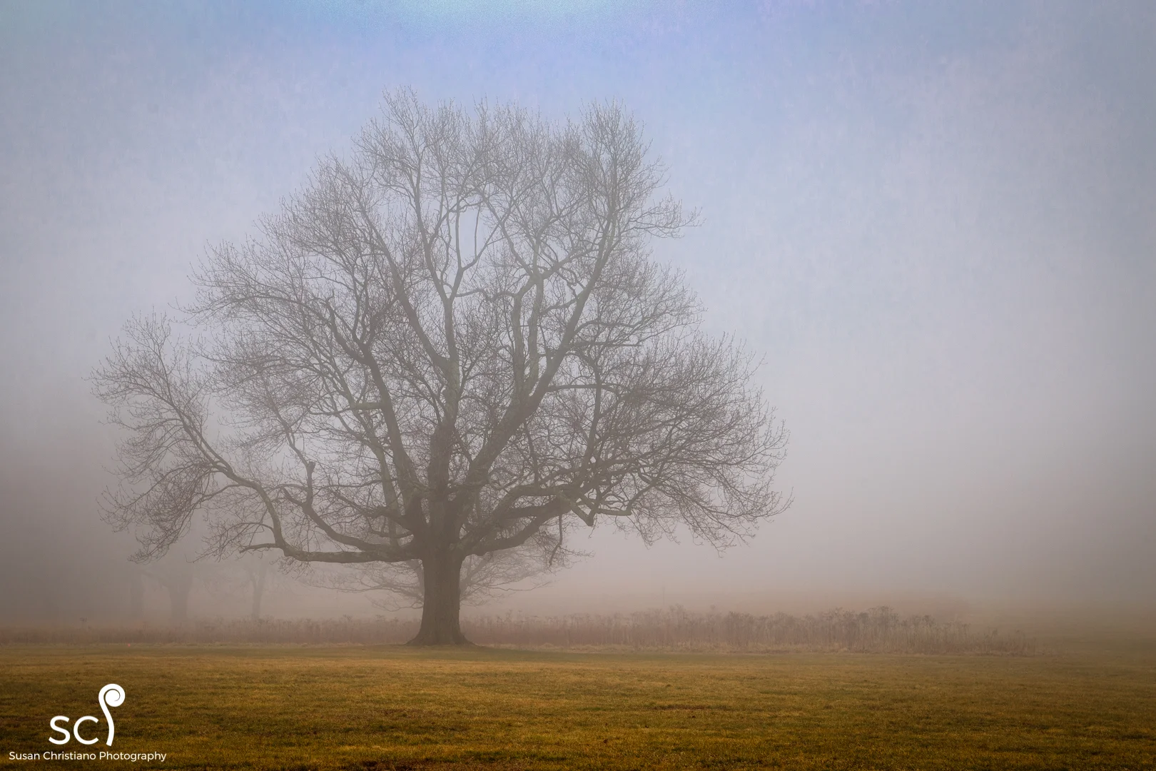 Foggy Morning II