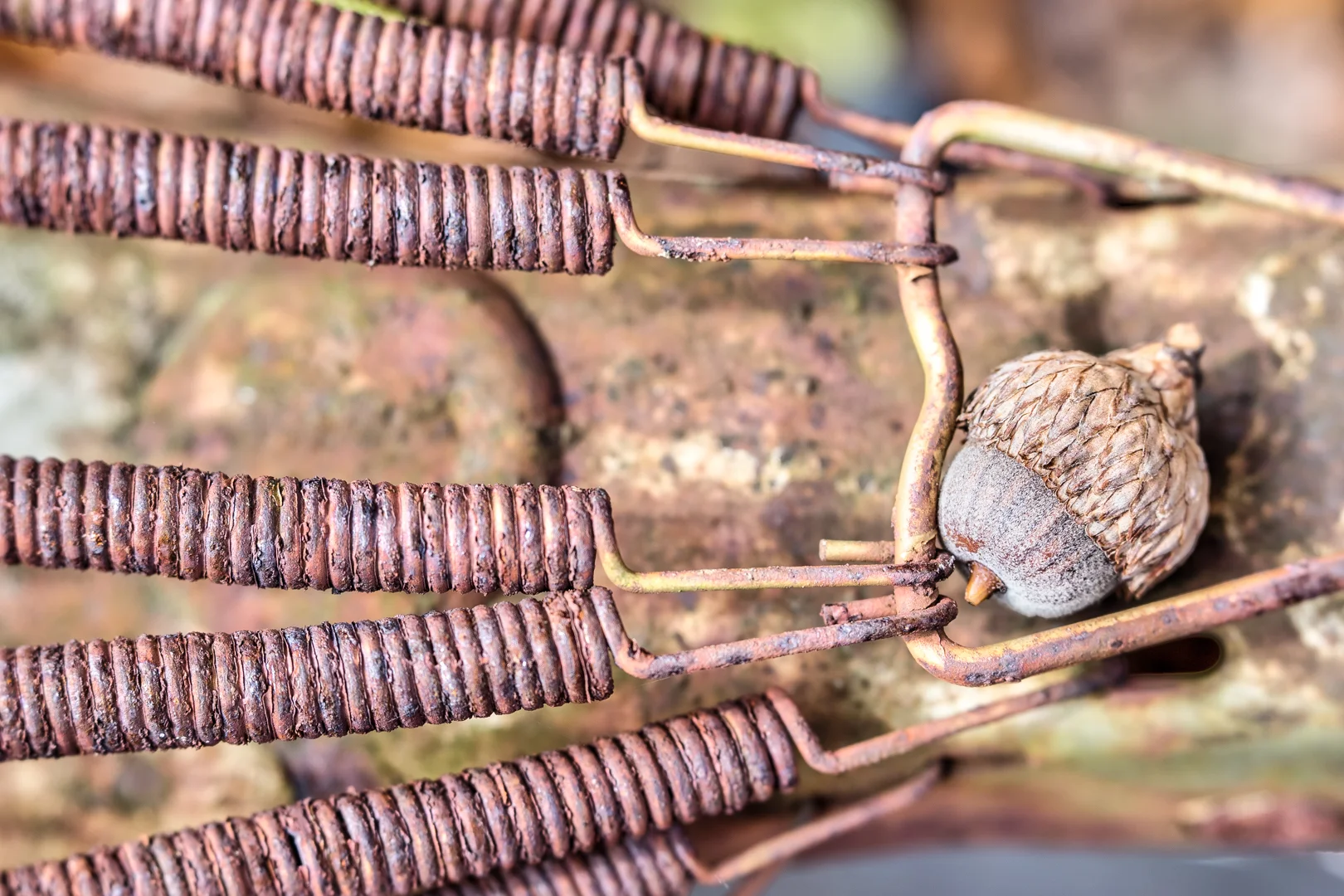 Acorn and Rust
