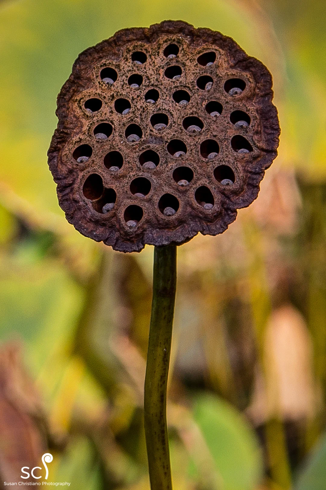 Water Lilly Pod