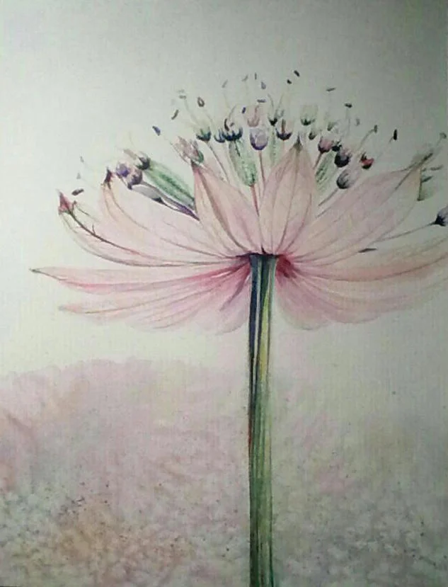 Astrantia in watercolor.jpg