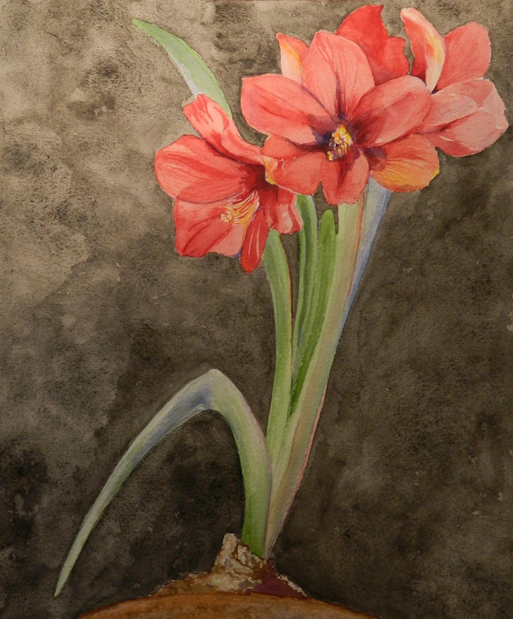 Amaryllis in watercolor.jpg
