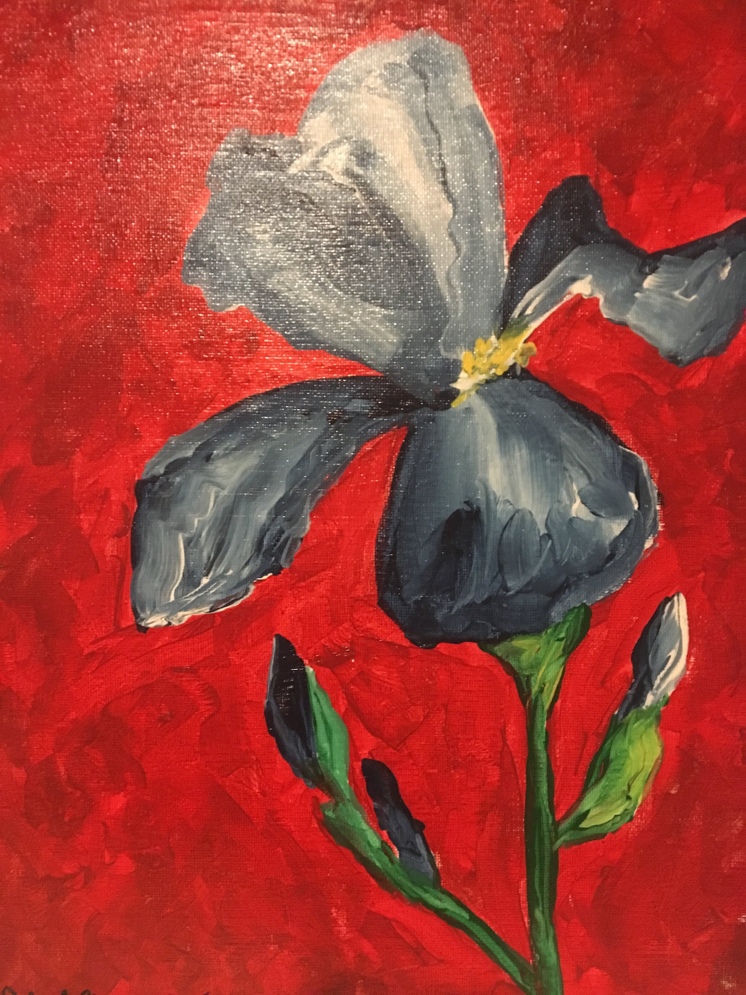 Blue Iris on Red.JPG