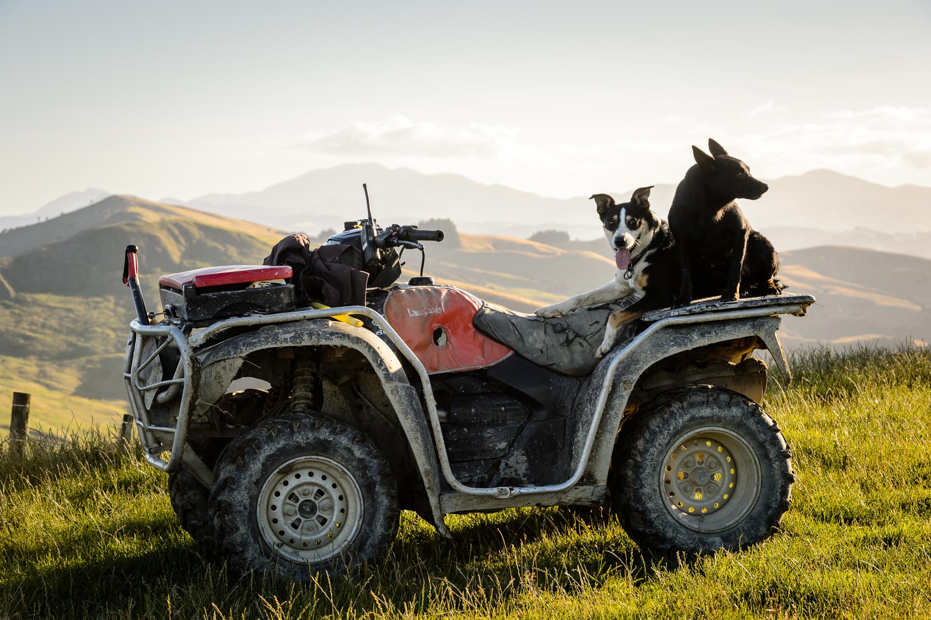 farm-dogs-on-a-quadbike.jpg