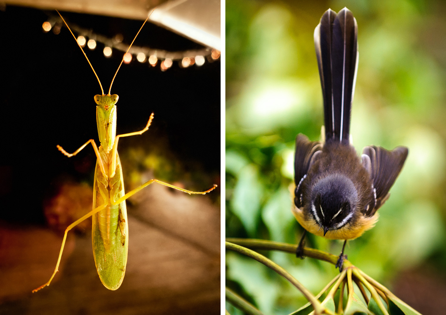 praying-mantis-fantail.jpg