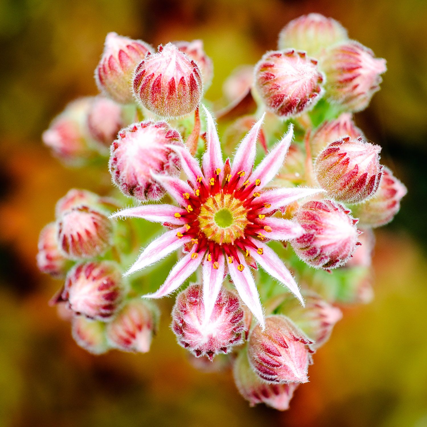 pink-succulent-flower-and-buds.jpg