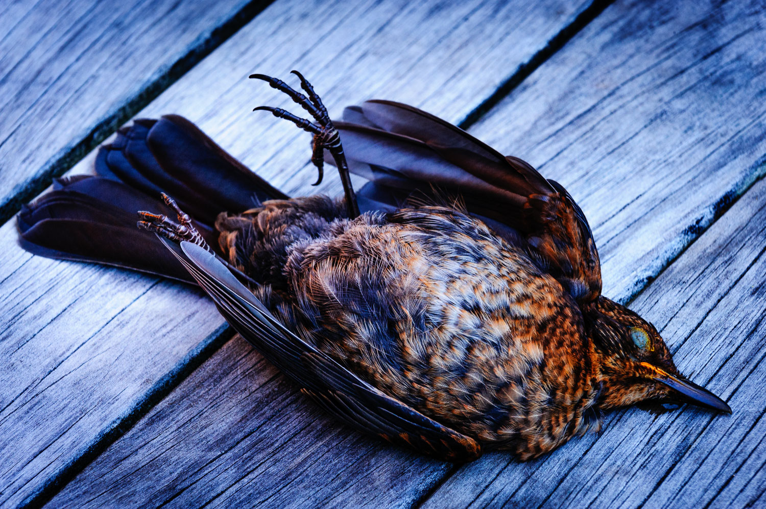 dead-female-blackbird.jpg