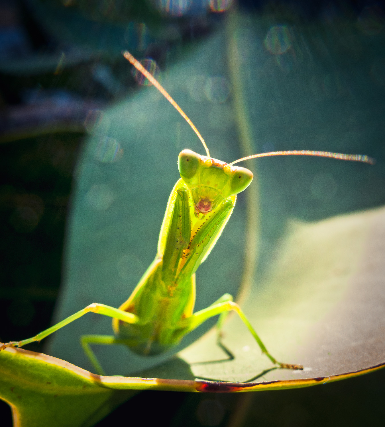 praying-mantis-on-leaf.jpg