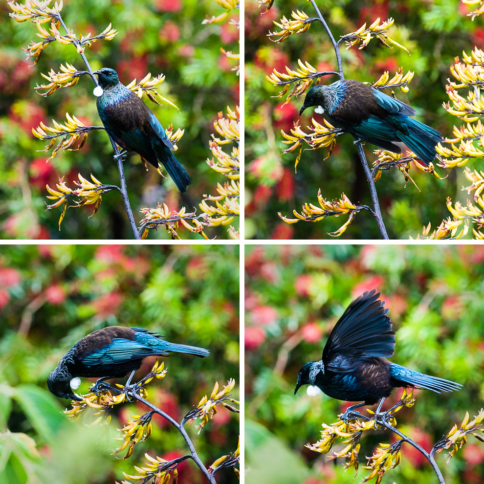 tui-two-by-two.jpg