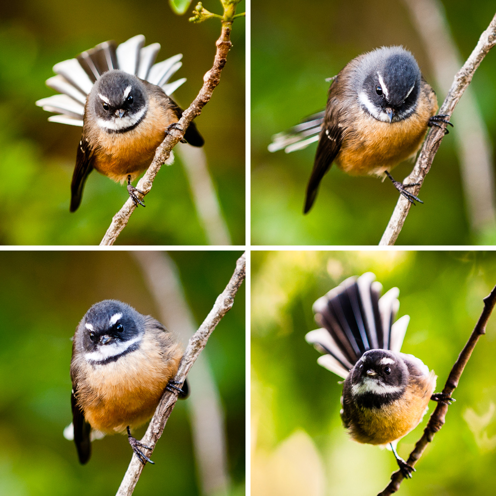 fantail-two-by-two.jpg