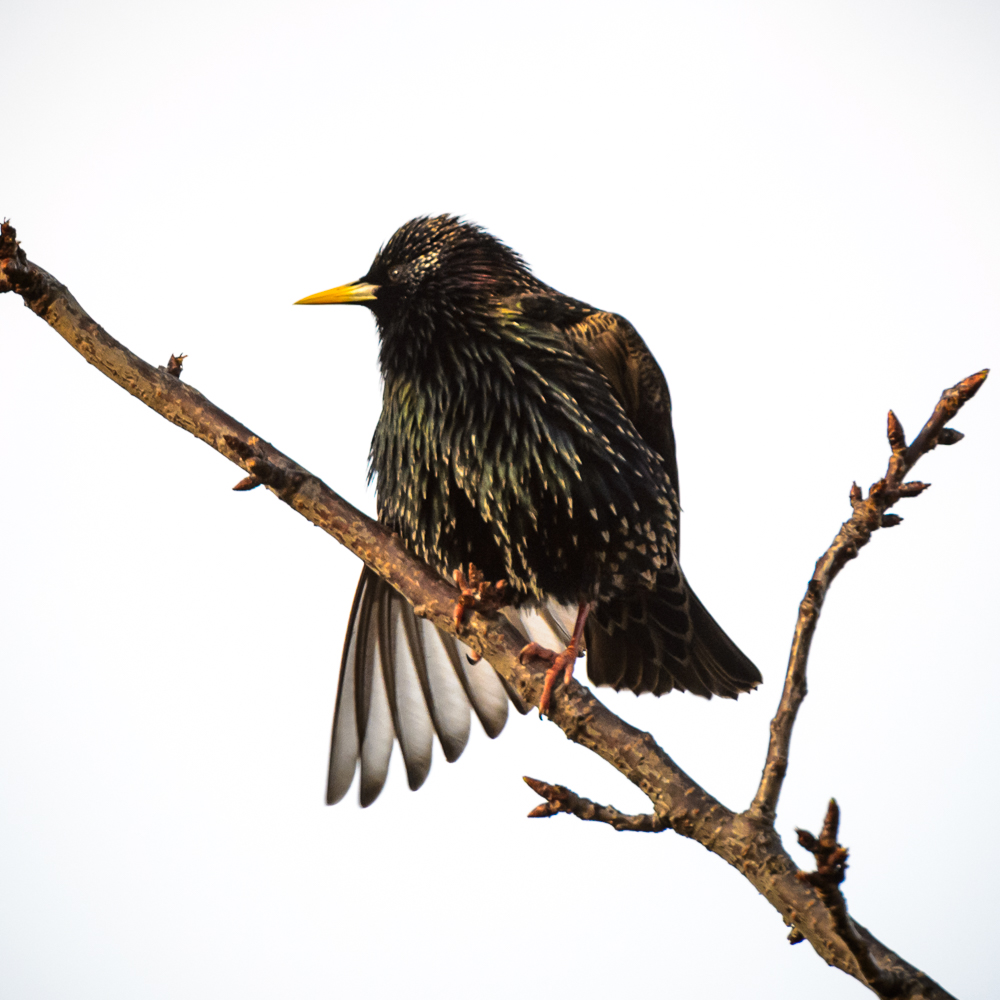 freaky-starling.jpg