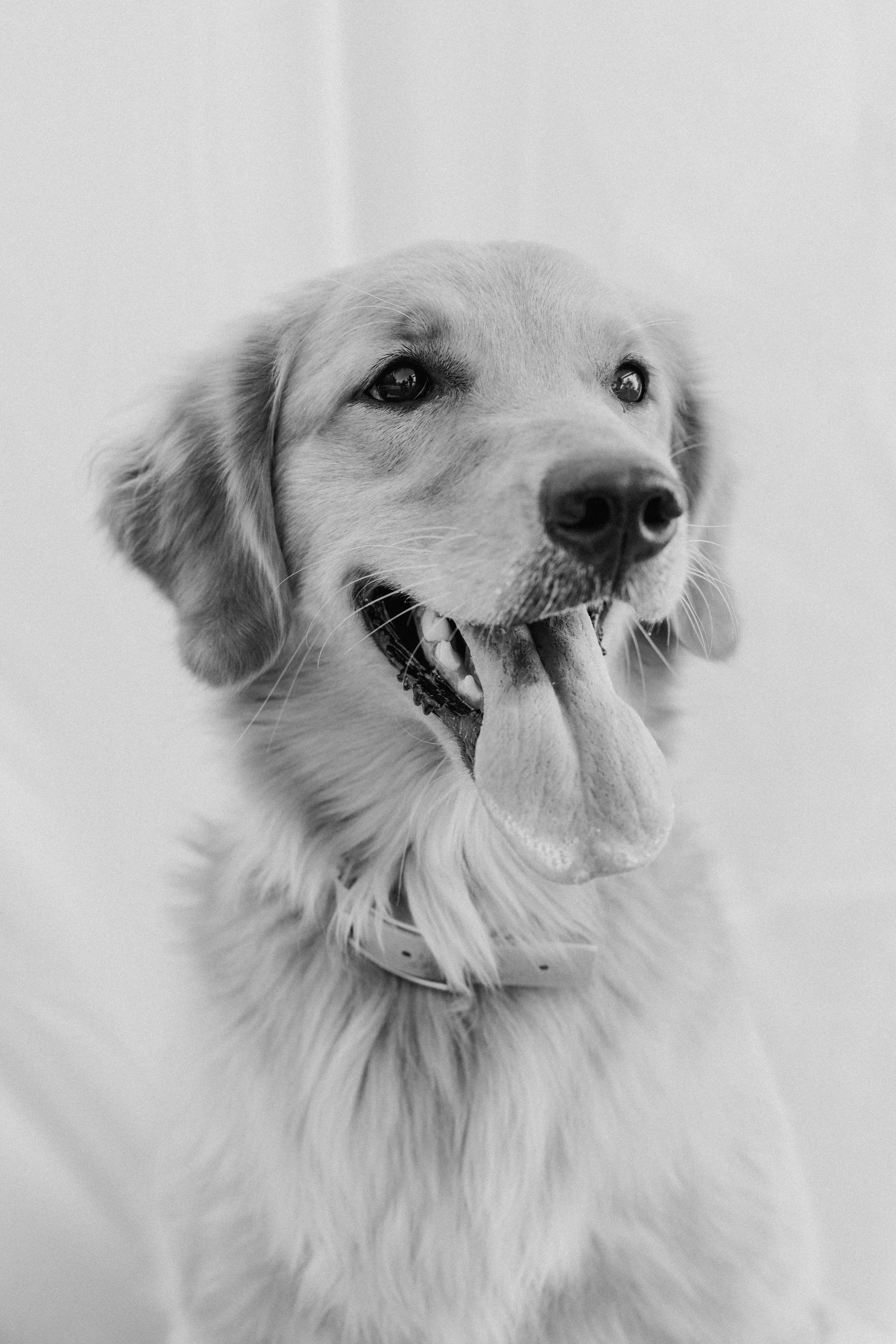 Kartsie Photography - Jakes Dogs - Family - 1551.jpg