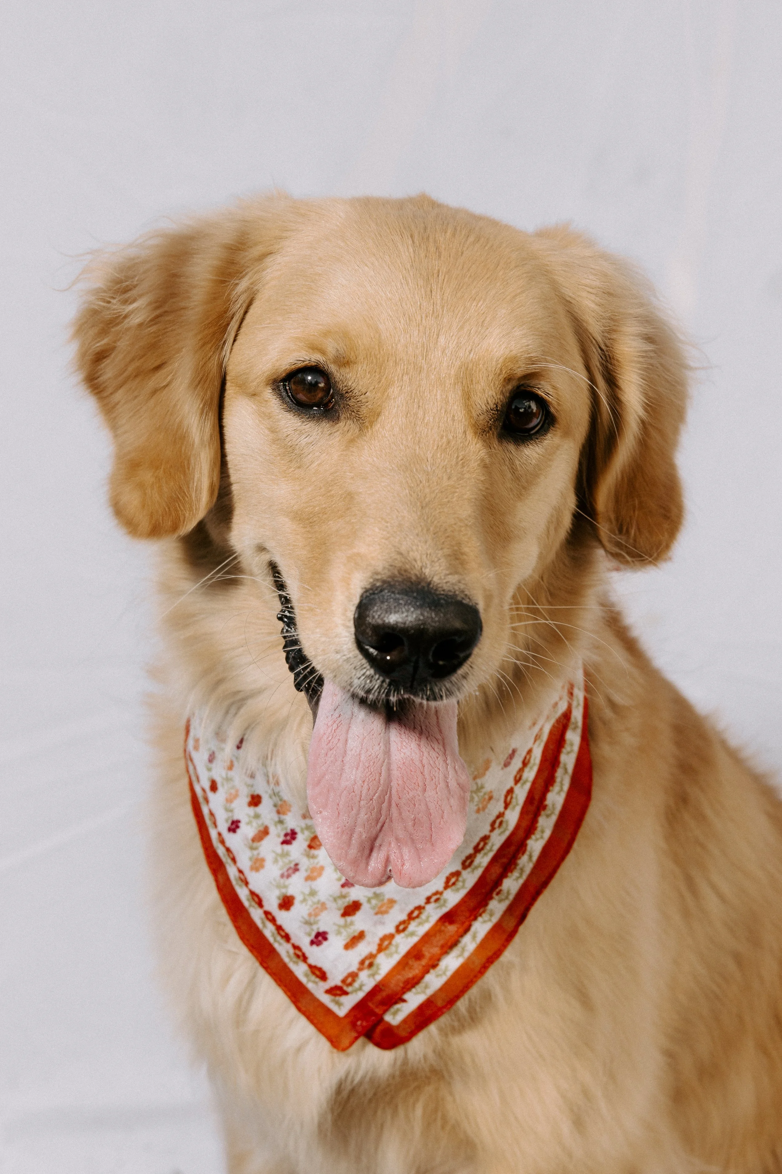 Kartsie Photography - Jakes Dogs - Family - 1630.jpg