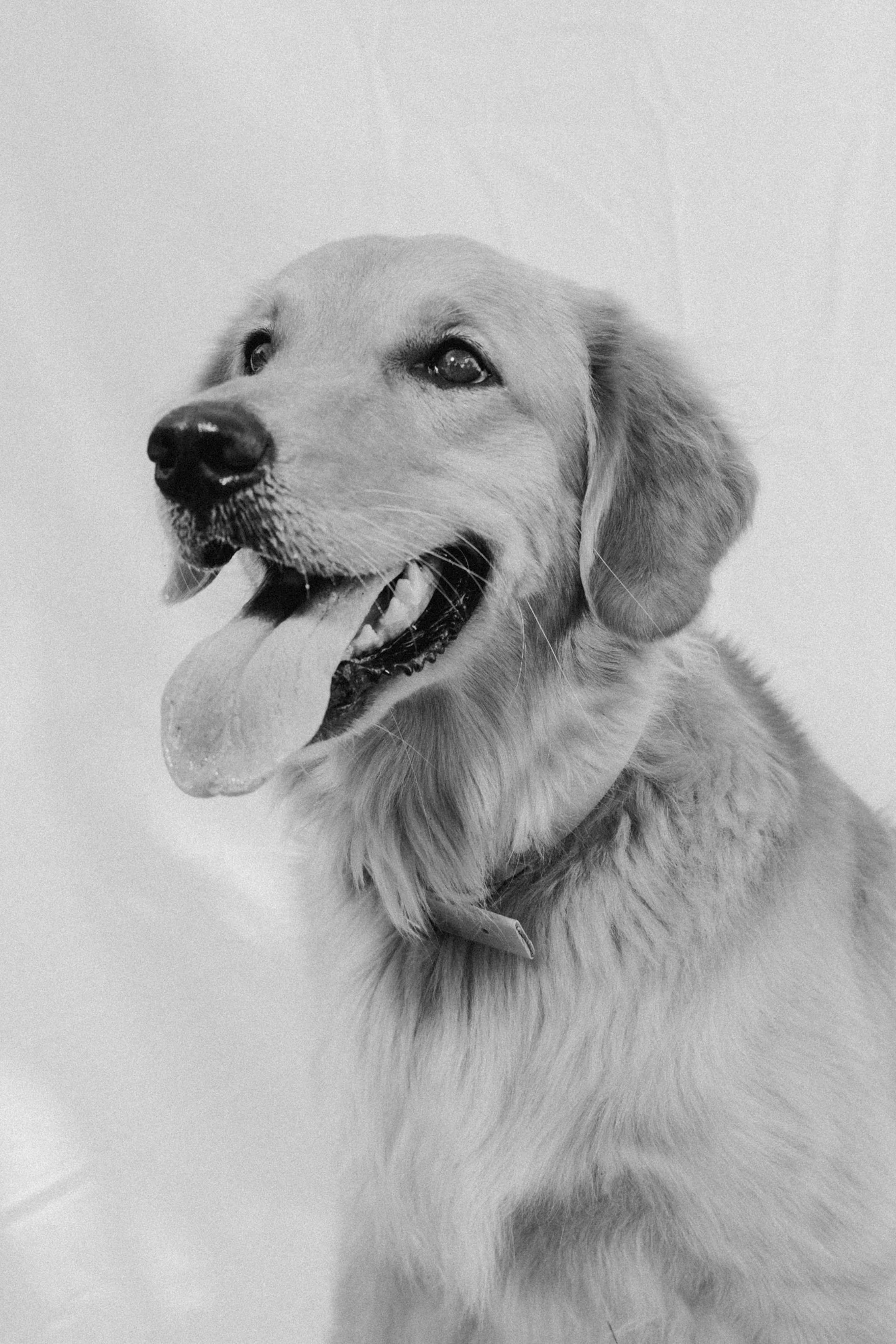 Kartsie Photography - Jakes Dogs - Family - 1576.jpg