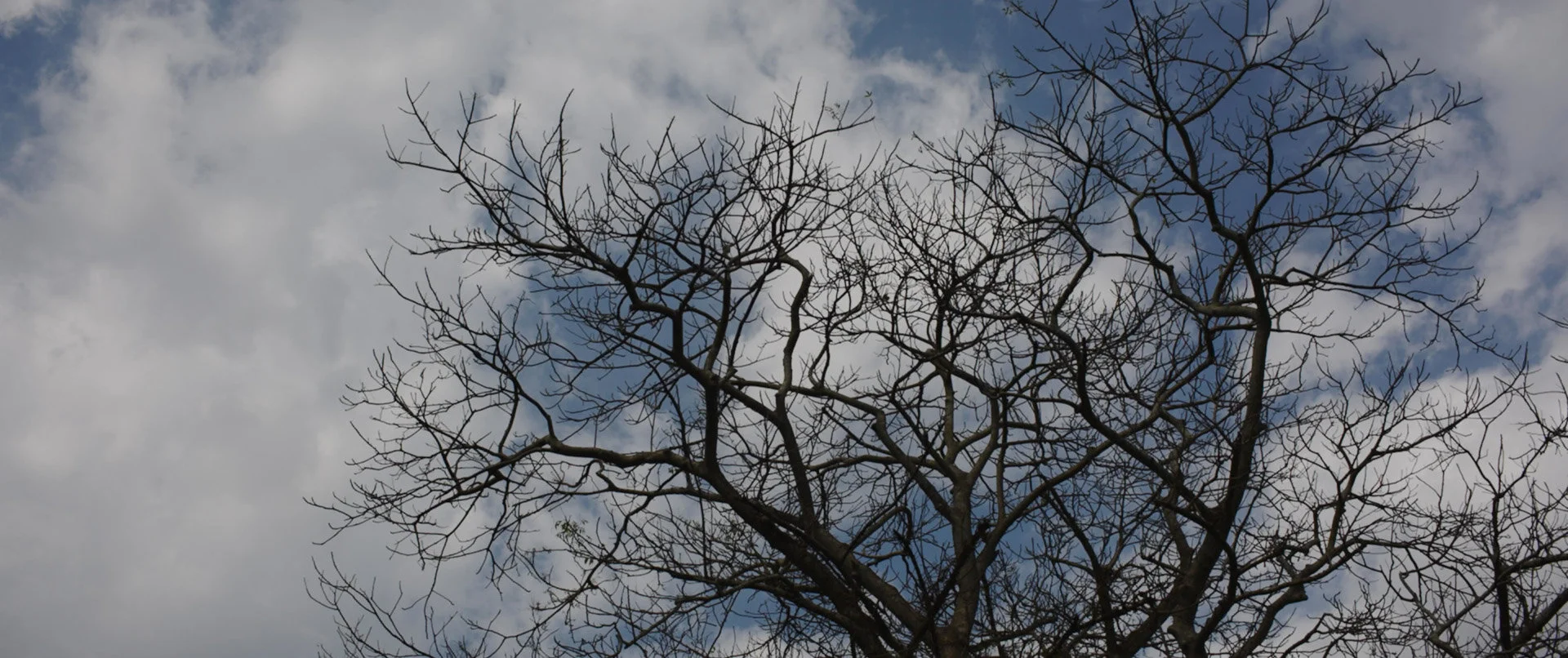 Bidadari-s-Fall---Still_2_web-version_o_Web Version.jpg