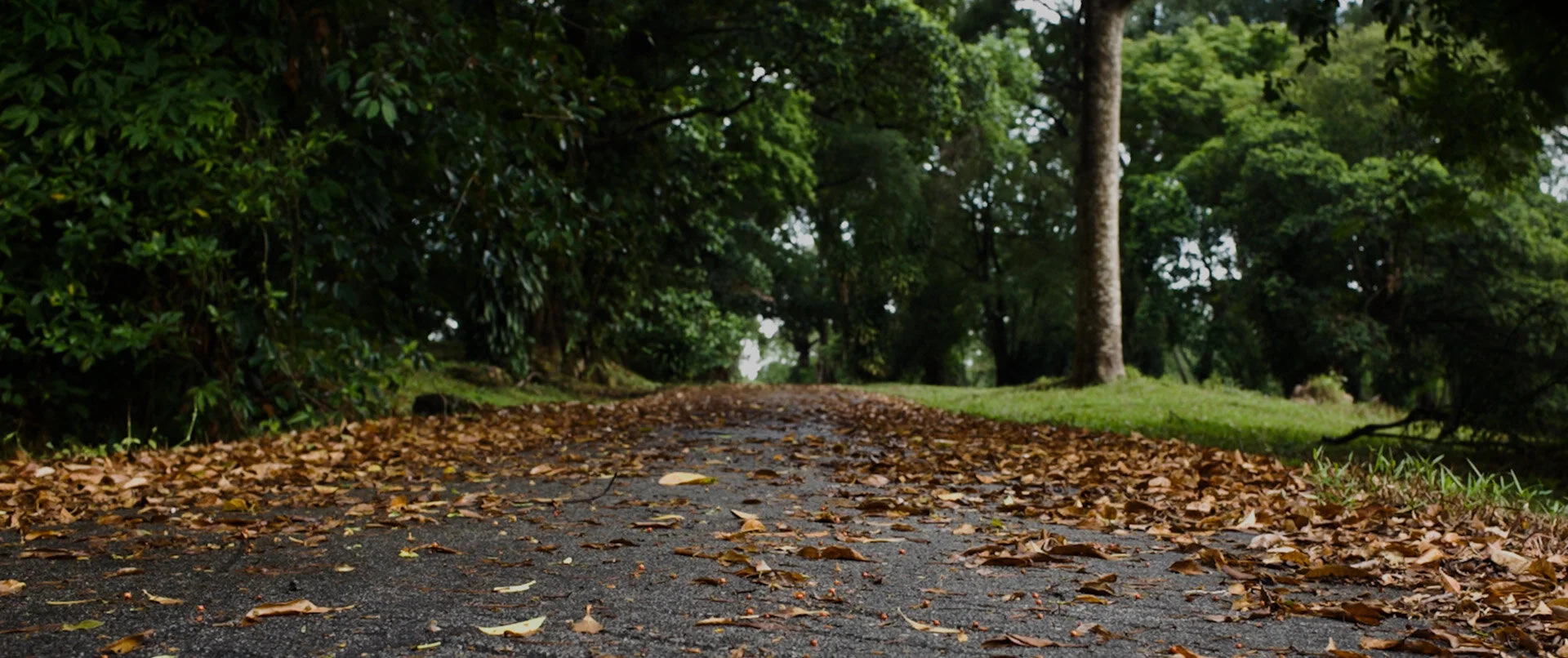 Bidadari-s-Fall---Still_1_web-version_o_Web Version.jpg