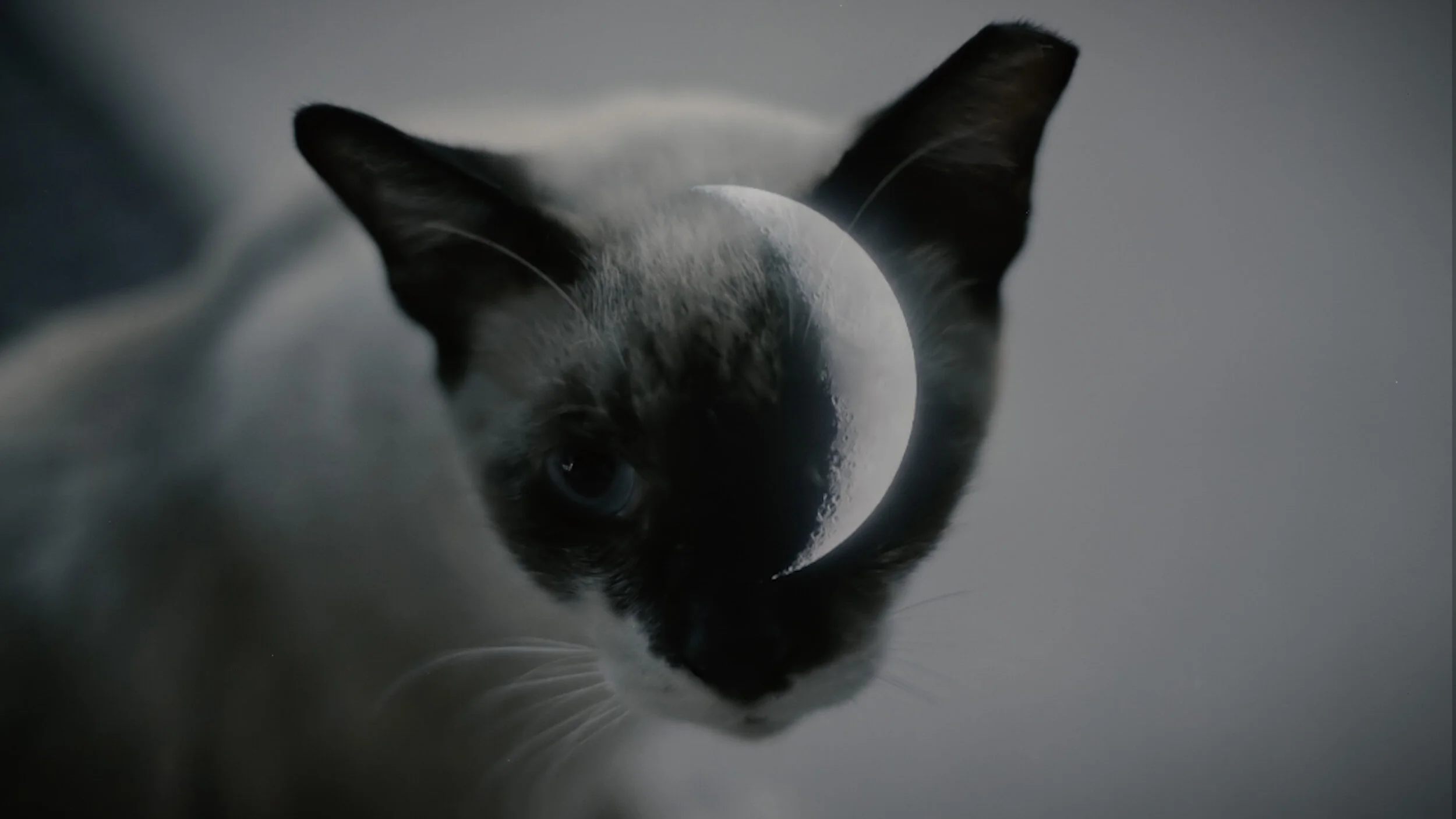 Crescent's Fall (2018)_4_Web Version.jpg