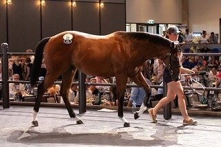 One year ago, we bought Absolutely Foxy 🦊 @inglis_sales #Classic for a bargain 28k. Today she competes for almost $1.2M.  This is what it's all about! Good luck to her owners, trainer @garyportelli i and jockey Tim Clark
#DareToDream @InglisMillenni