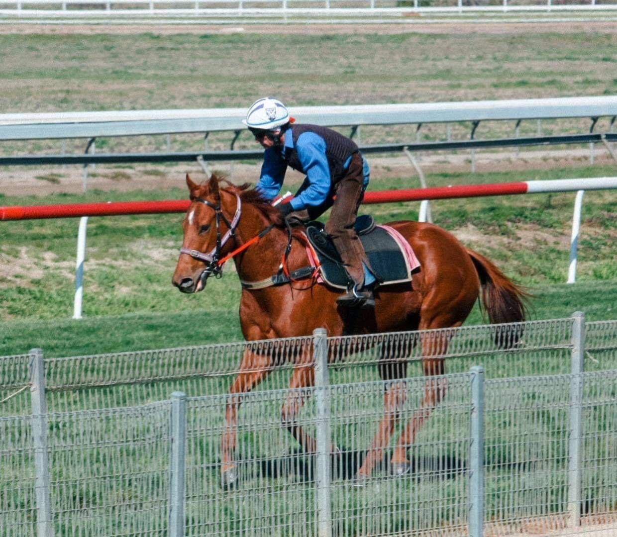 Zerchois kicks off her new campaign today at Wellington in a Class 3 race over 900m. Good luck to all her owners, Ash, Gayna and her team.