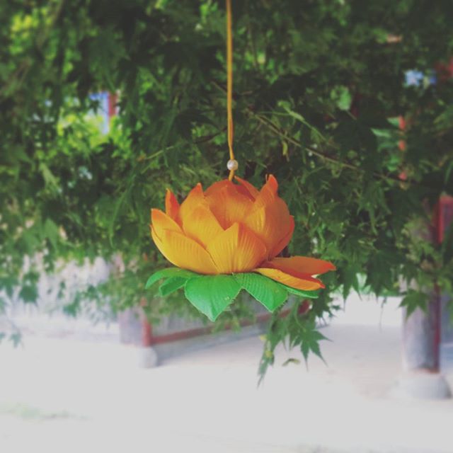 Lotus flower protected by a tree in a rainy day. We all want someone around to care for us. #temple #lotusflower #wtitersofinstagram #care