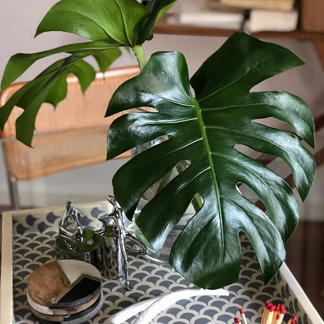 Focusing on things like styling leaves....#waitingforbaby