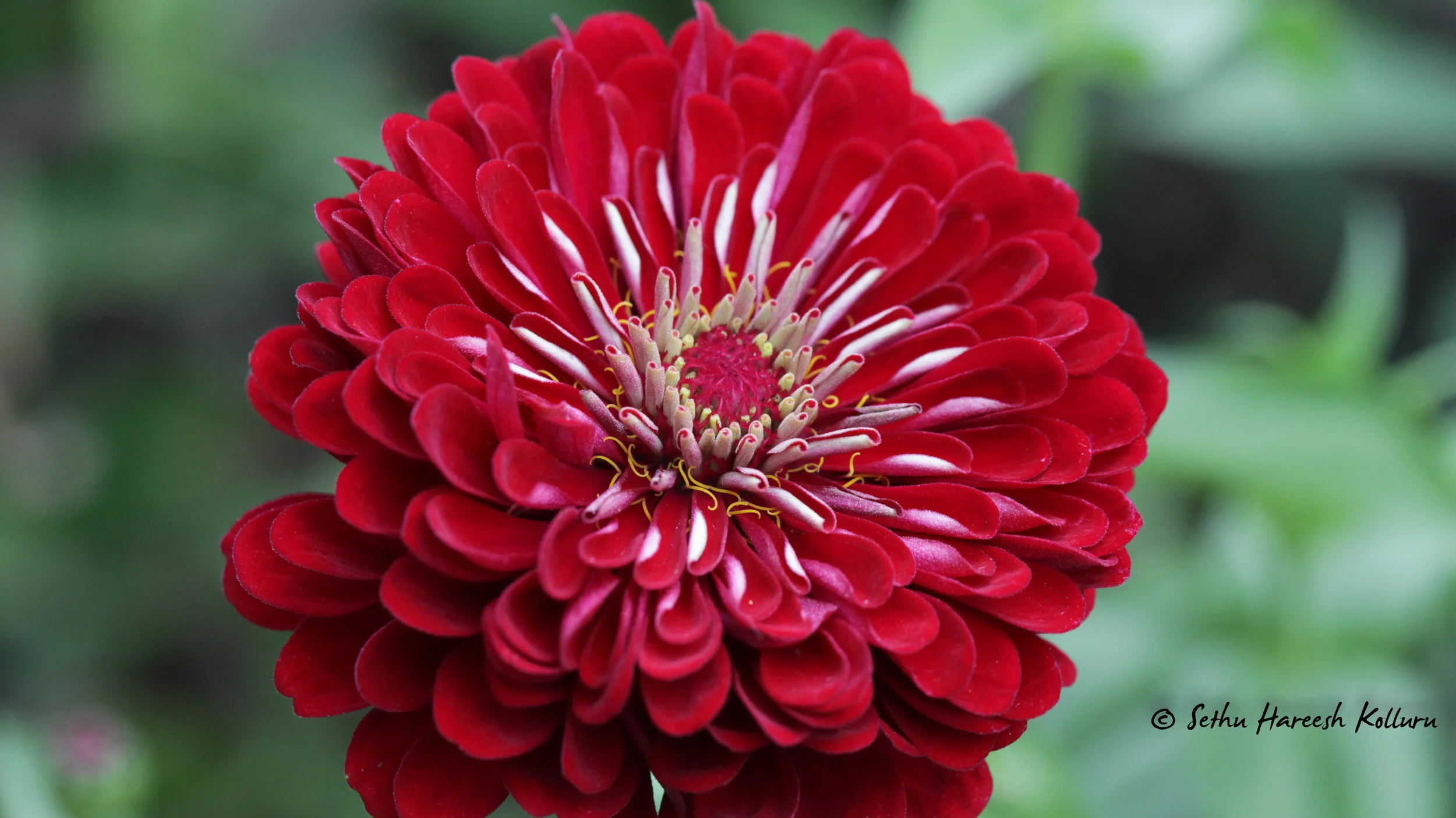 Macro-2.jpg