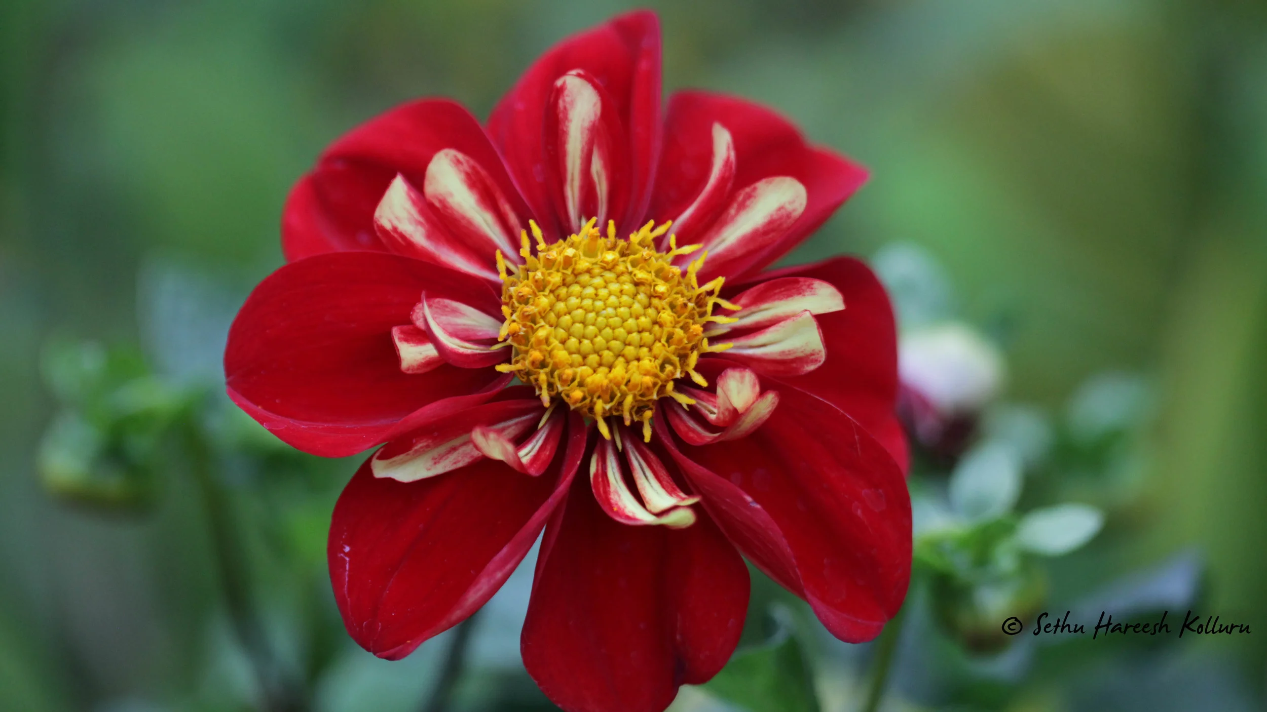 Macro-7.jpg