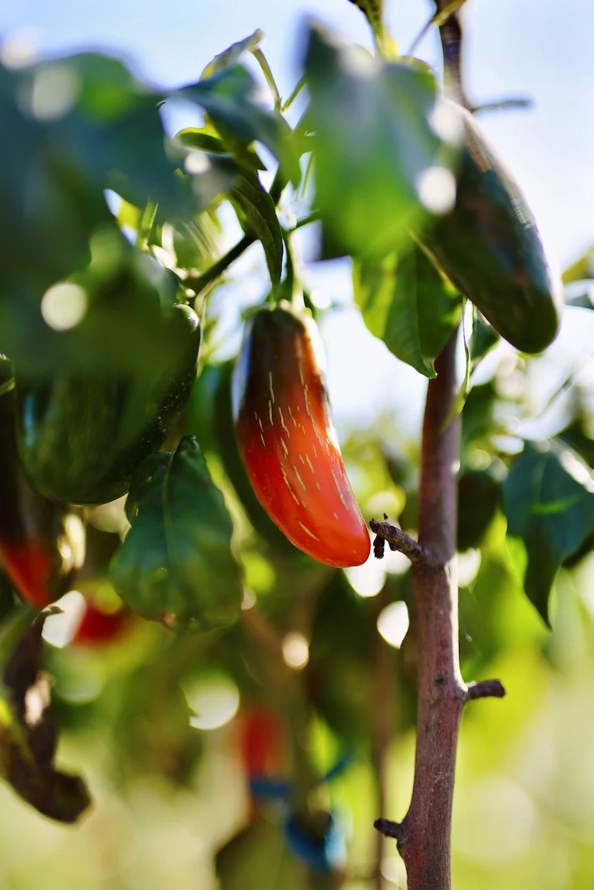 Homepage Stills Squarespace - 16.jpeg