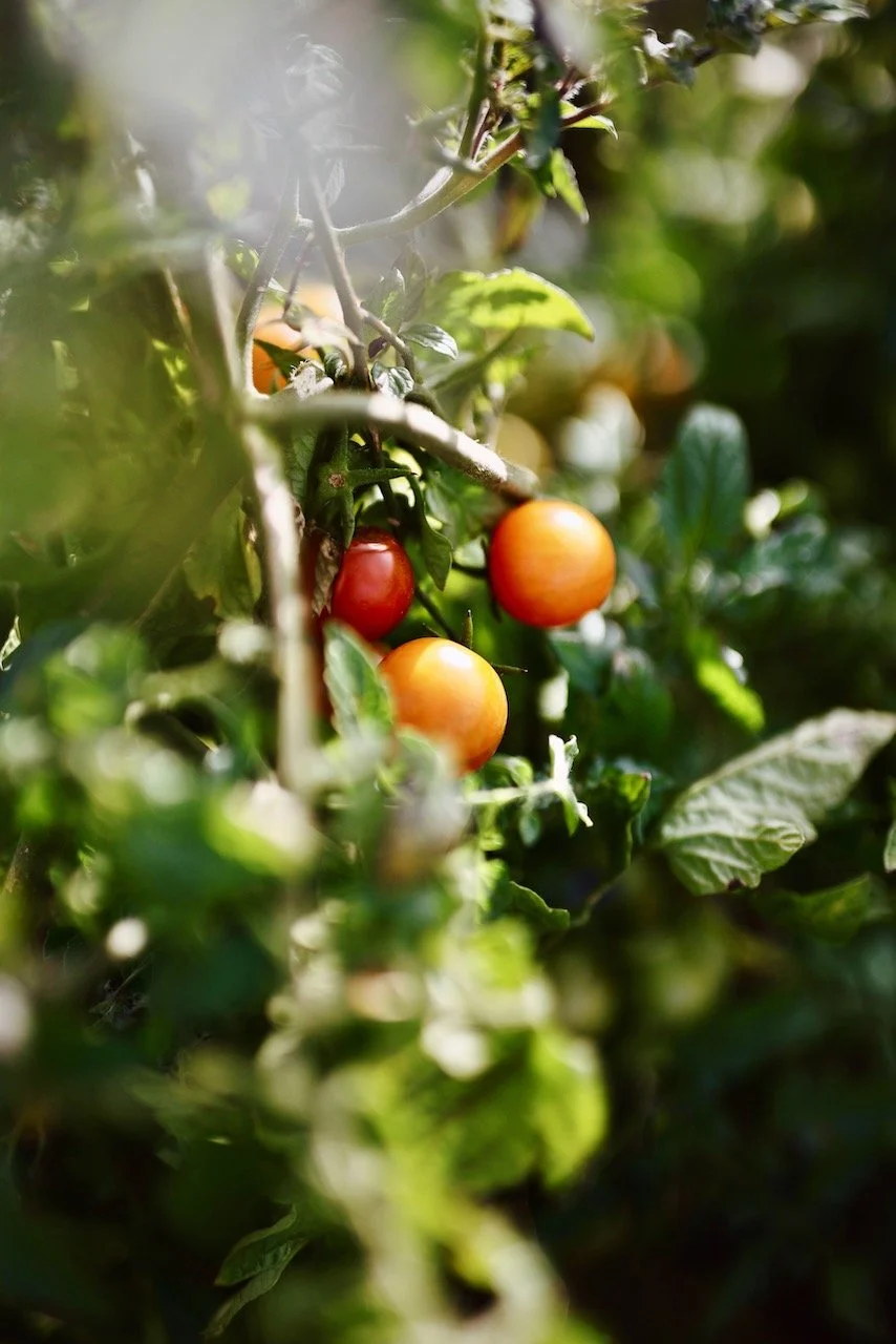 Homepage Stills Squarespace - 18.jpeg