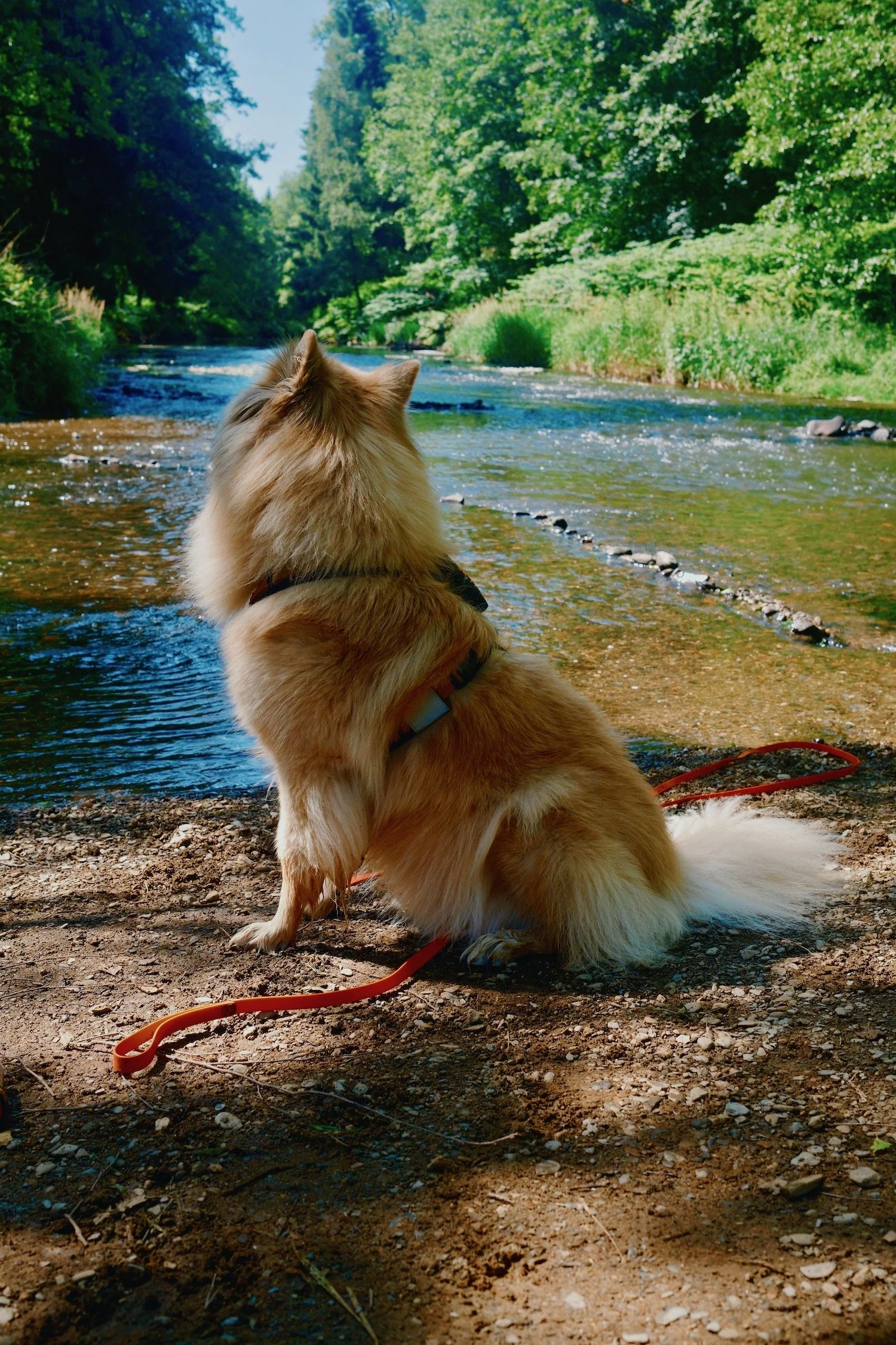 Hund an malerischem Bach