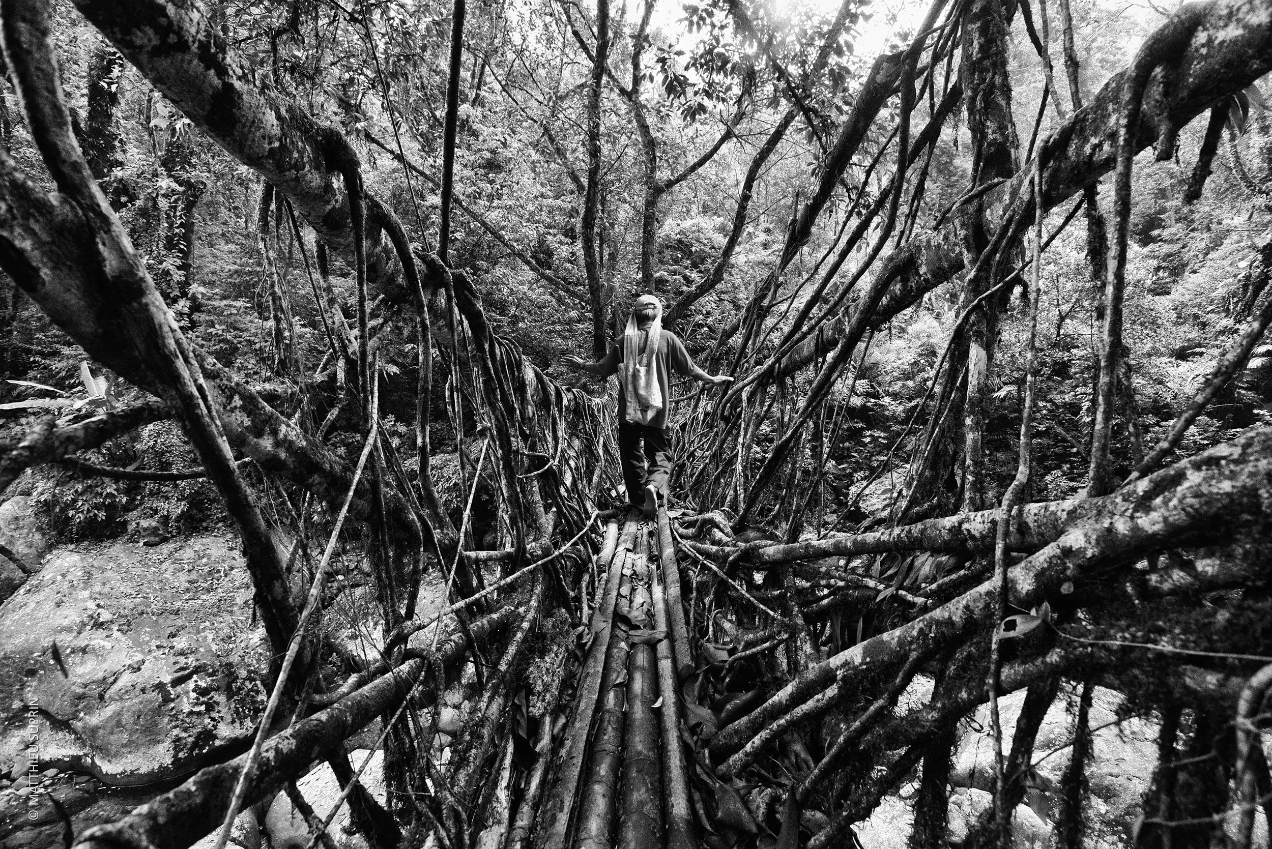 Matthieu Suprin_Long root bridge_Noir et blanc.jpg
