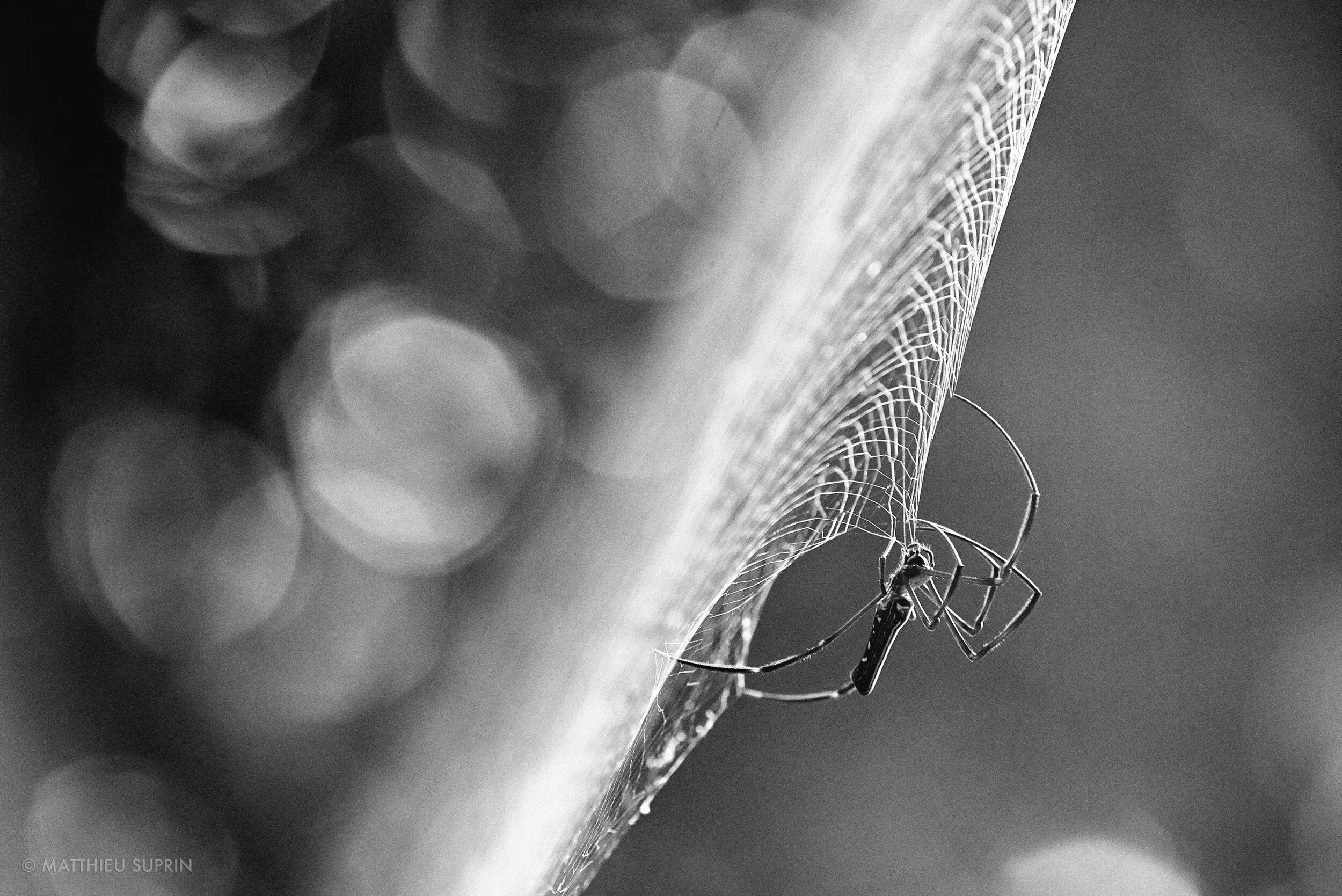 araignee-matthieu-suprin-b&w-asie.jpg