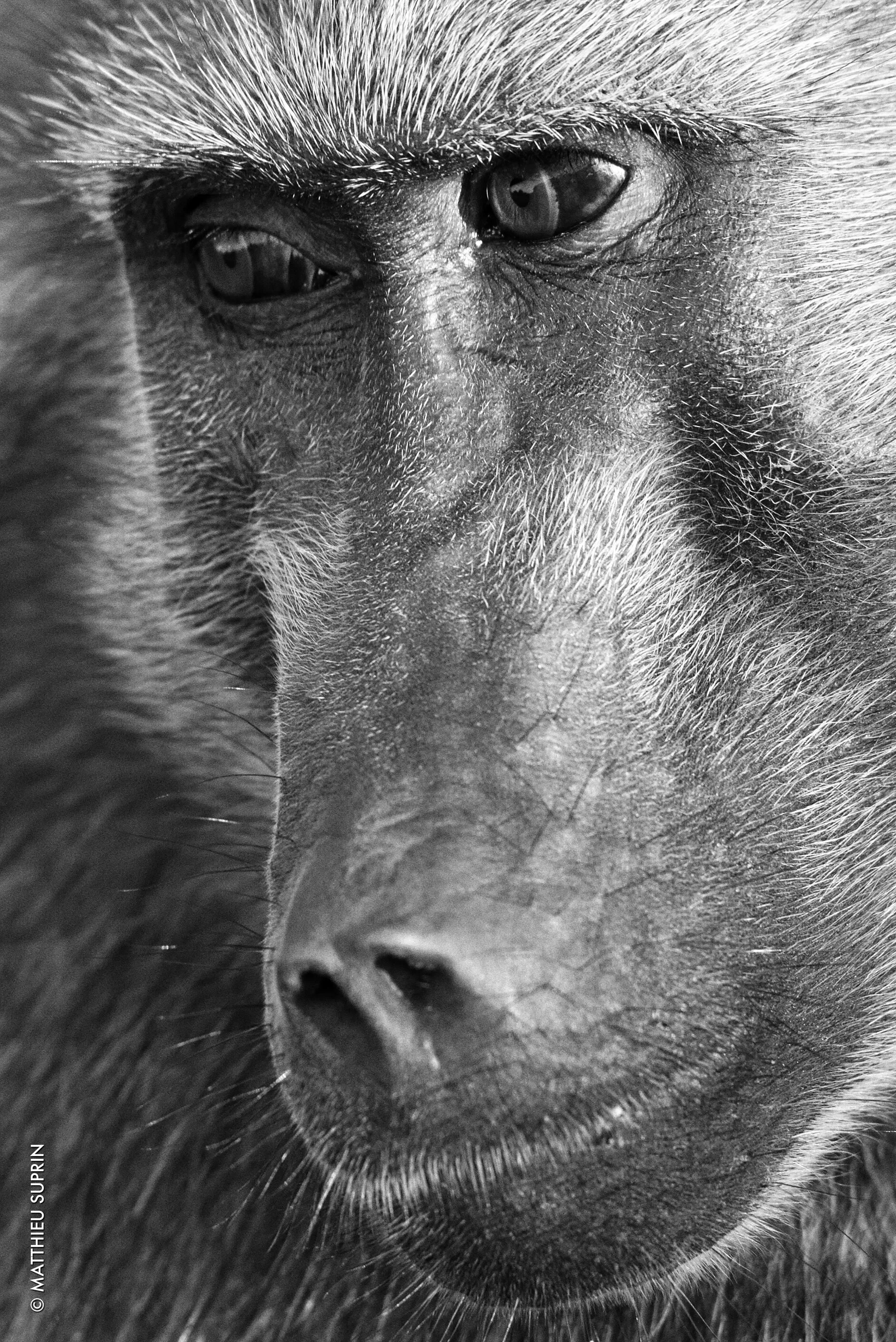 Baboon-matthieu-suprin.jpg