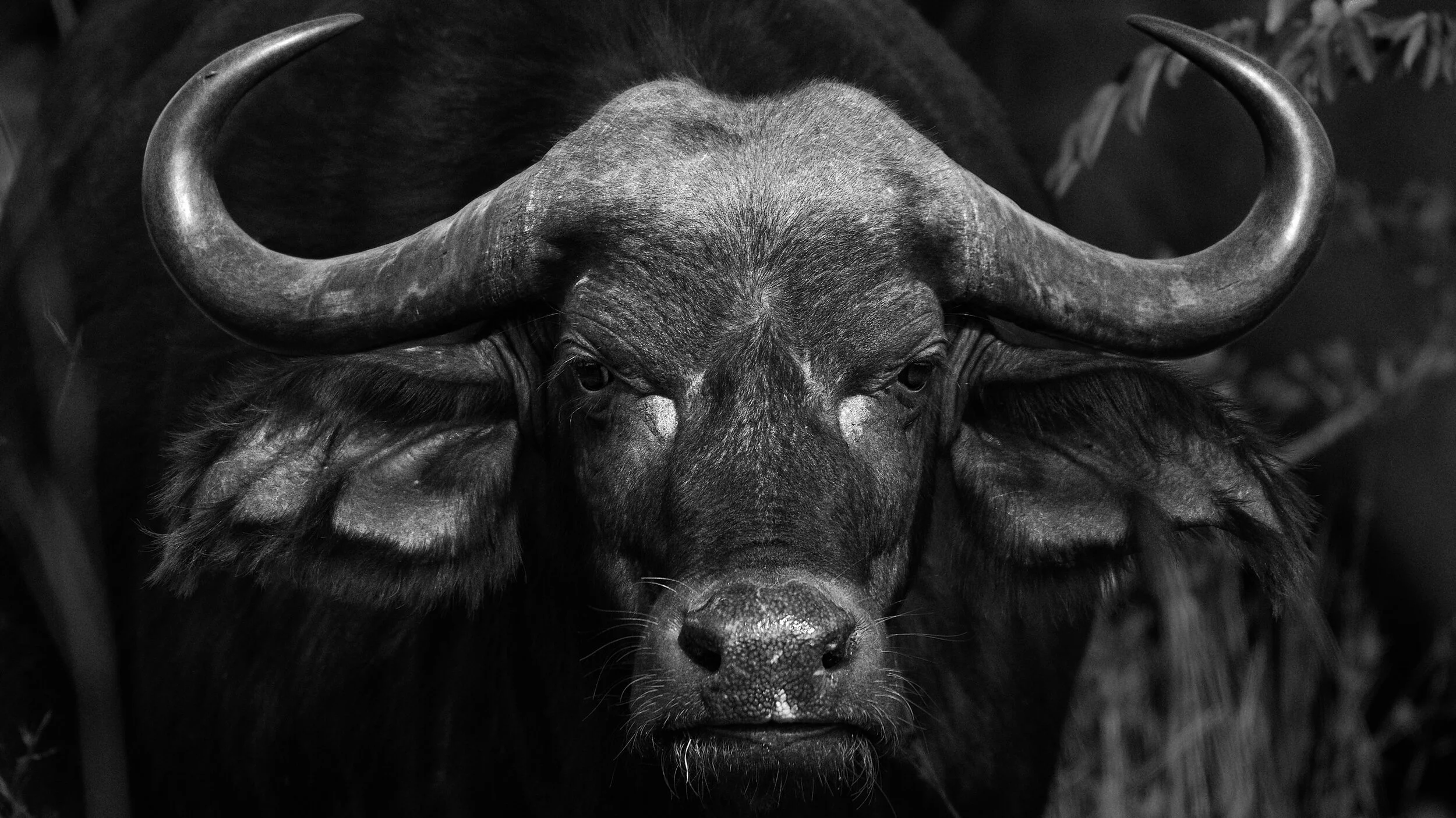 bull head-matthieu-suprin.jpg